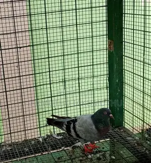 Pigeon