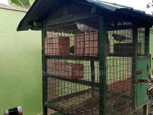 Birds Cage