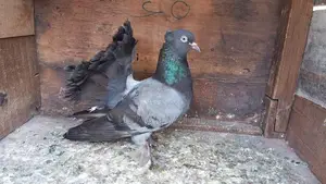 Fantail Pigeons