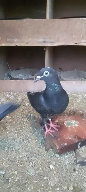 Pigeons