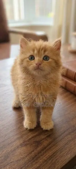 Persian Kittens