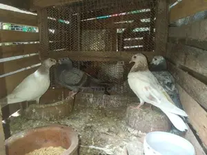 Pigeons