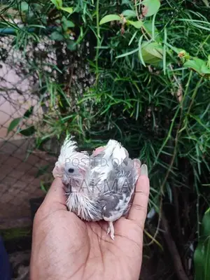 Cockatiel Chicks
