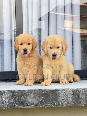 Golden Retriever Puppy