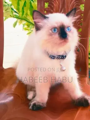 Persian Cat