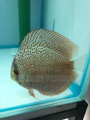 Discus Fish
