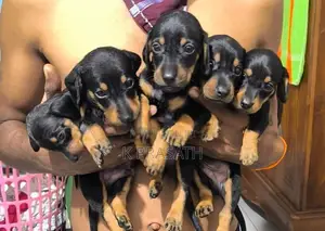 Dachshund Puppies
