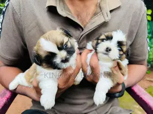 Shih Tzu Puppy