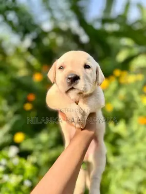 Labrador Puppies