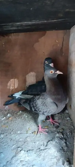 pigeons