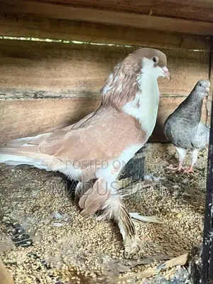 Pigeons