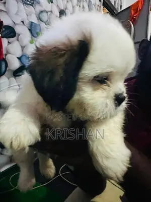 Shitzu Puppies