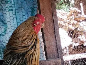 Parrot Beak Roosters