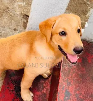 Labrador retriever