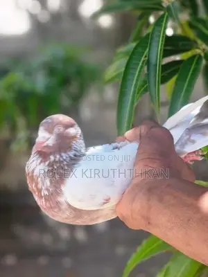 Primer Pigeon