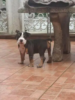 American Bully
