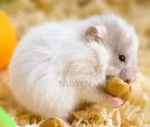 HAMSTER
