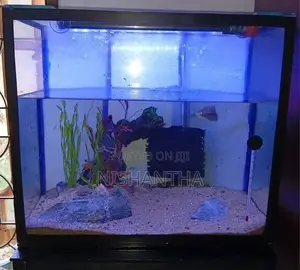 Fish Tank Full Set