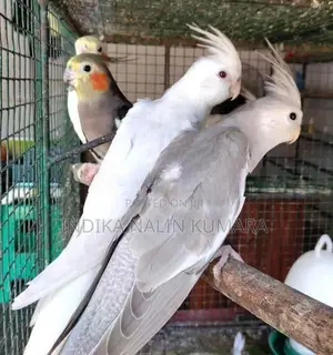 Cocktails Birds