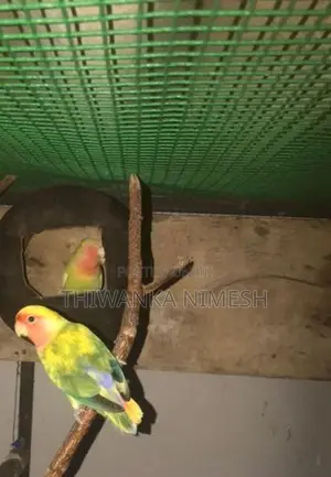 African Bird