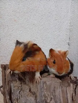Gunia pigs