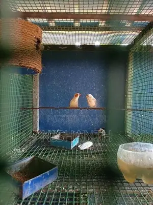 Finches