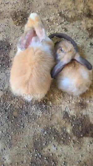 Angora Rabbit