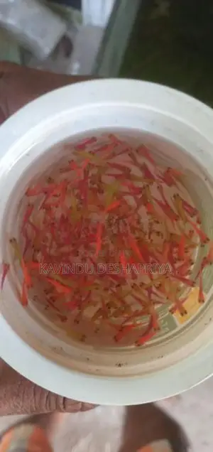 glow tetra fish