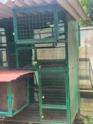 Birds Cage