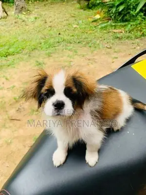 Teri mix puppy