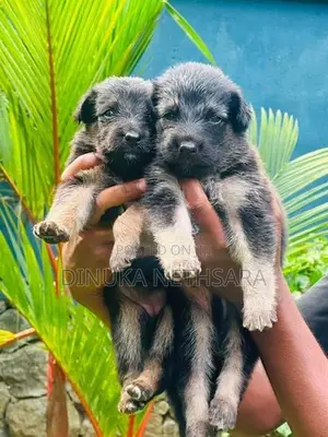 German Shepherd Long Coat