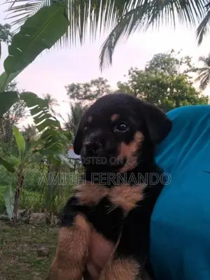 Rottweiler Puppies
