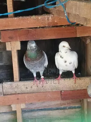 Timing Pigeon