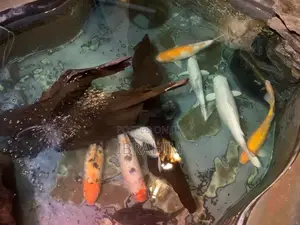 Fish - Carps