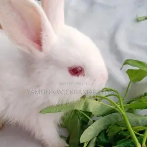 Bunny Looking for A New Home