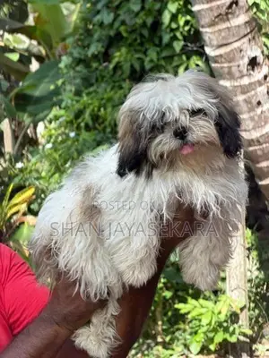 Shih Tzu Puppies