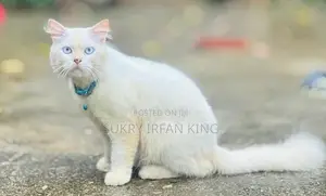 Persian Cat