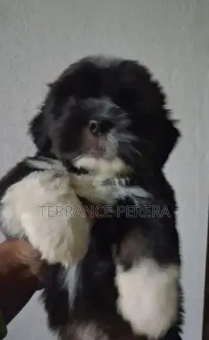 Teribian Terior