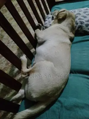 Labrador Dog