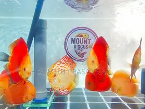 Discus Fish