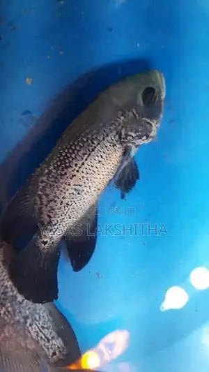 Oscar Copper Fish