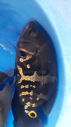 Black Tiger Yellow Oscar Fish