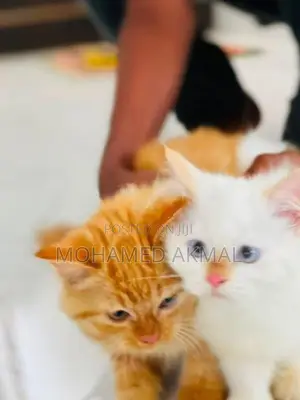 Persian Cat