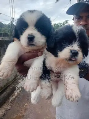 Shih Tzu Puppies