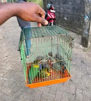 African Love Birds