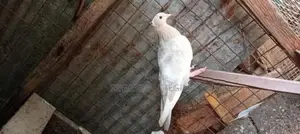 Pigeons