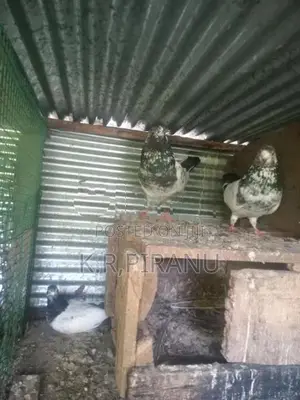 Pigeons