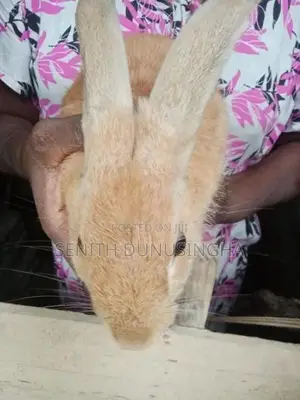 Rabbits