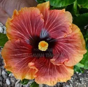 Hibiscus Plant