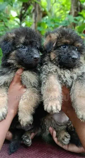 German Shepherd